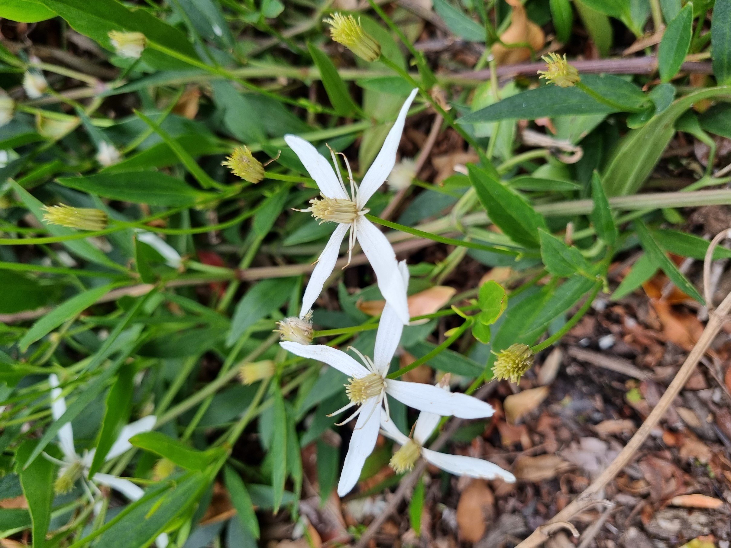 gentianoides x aristata